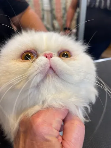Mr Pet Pro's Groomers Direct & Pro Pet Photography - Mobile cat grooming in Albertville, AL