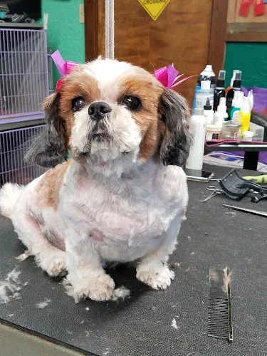 Gini's Dog Palace - Cat grooming in Calhan