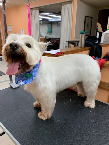 Barkin' on Sunshine - Cat grooming in Omaha