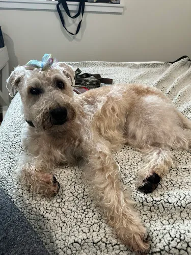 Bark Now - Professional cat grooming in Concord, NH