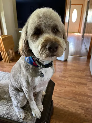 Danielle's Paw Parlor LLC - Cat grooming in St. Louis