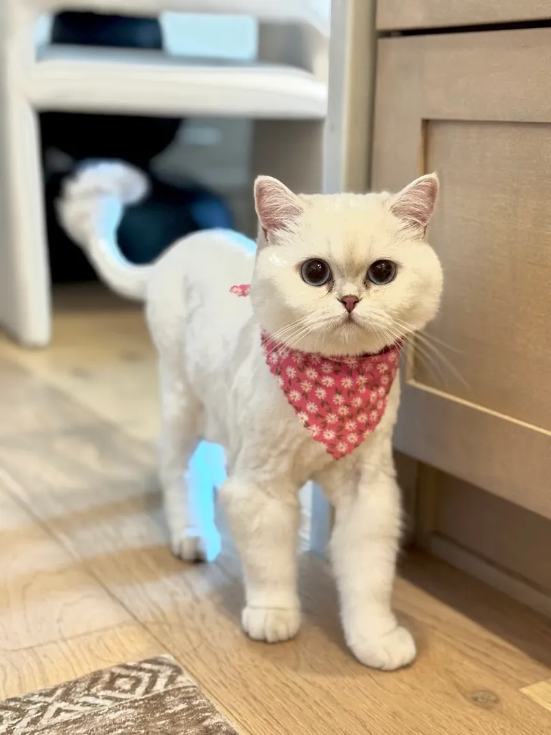 Zulu Dog + Cat Boutique - Cat grooming in Chicago