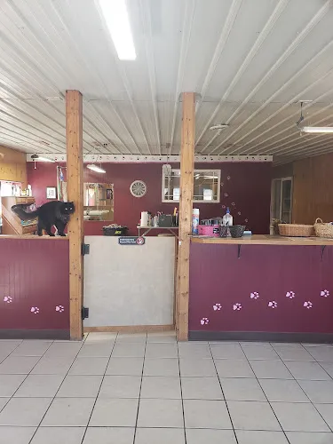 Clean as a whisker pet salon - Professional cat grooming in Alma, MI