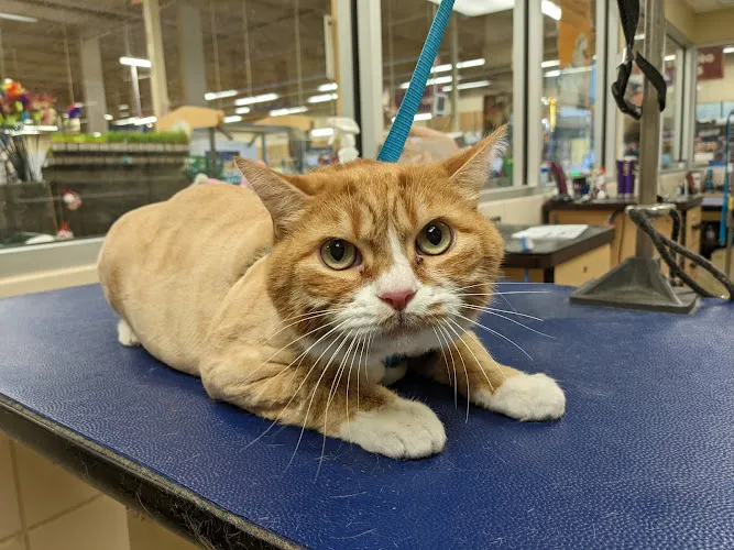 Petco Grooming - Cat grooming in Milton