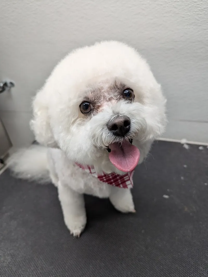 Groovy Grooming Mobile PET SALON - Cat grooming in Las Vegas