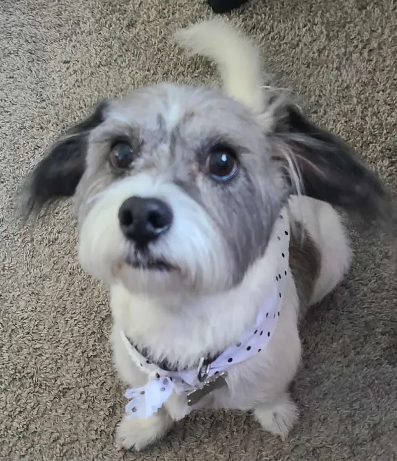 Clip-N-Tails - Cat grooming in North Las Vegas