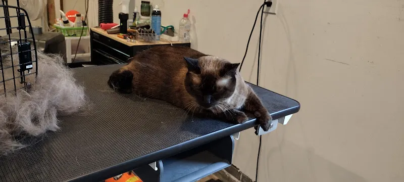 Falkor Grooming - Mobile cat grooming in Pine City, MN