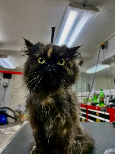 Ruff Haus - Cat grooming in Pittsburgh