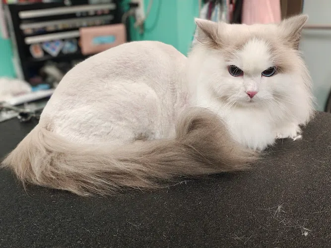 Cris' Cats and Canines - Cat grooming in Schaumburg
