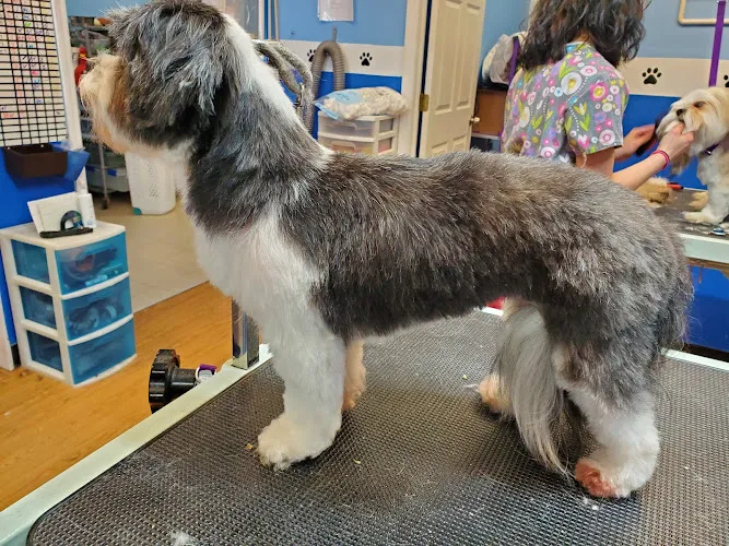 Biscuit Bath & Beyond South - Cat grooming in Fairfield