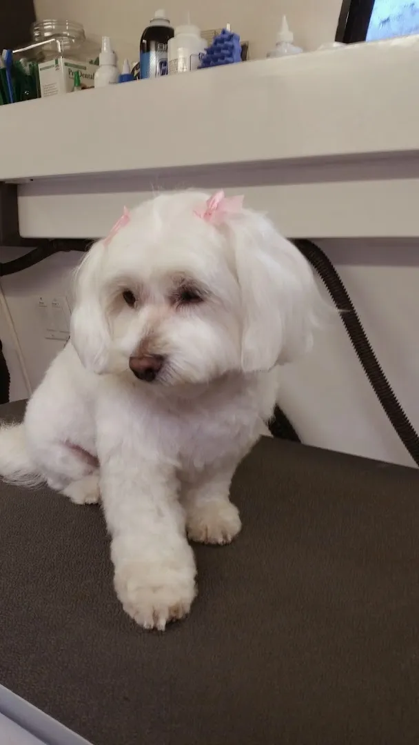 Loving Bond Mobile Pet Grooming - Cat grooming in Los Angeles