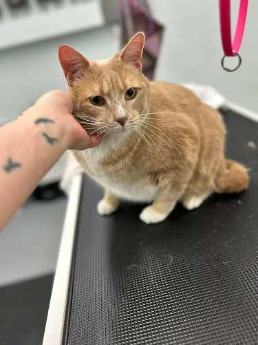 Downtown Paw and Hoof, LLC - Professional cat grooming in Norwood, NC