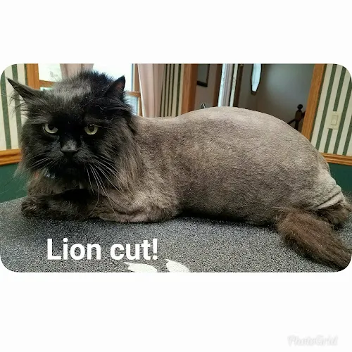 Designer Dogs - Professional cat grooming in Brockport, NY