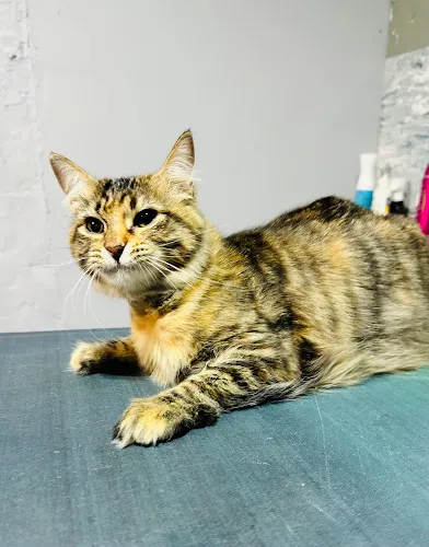 PAMPER SERVICE BY KARINA - Cat grooming in Port St. Lucie