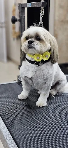 A Doggies Tail Spaw - Cat grooming in Simi Valley