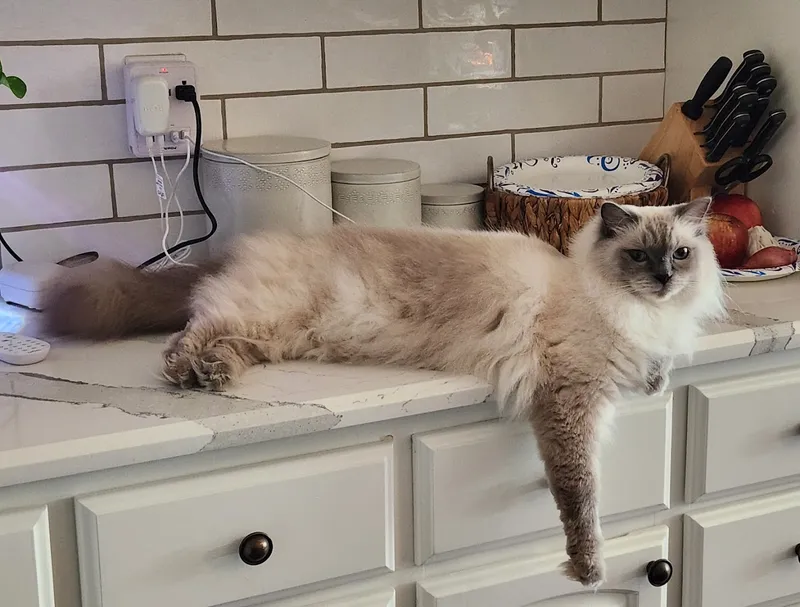 Carolyn's Mobile Cat Grooming, Inc. - Cat grooming in Dallas