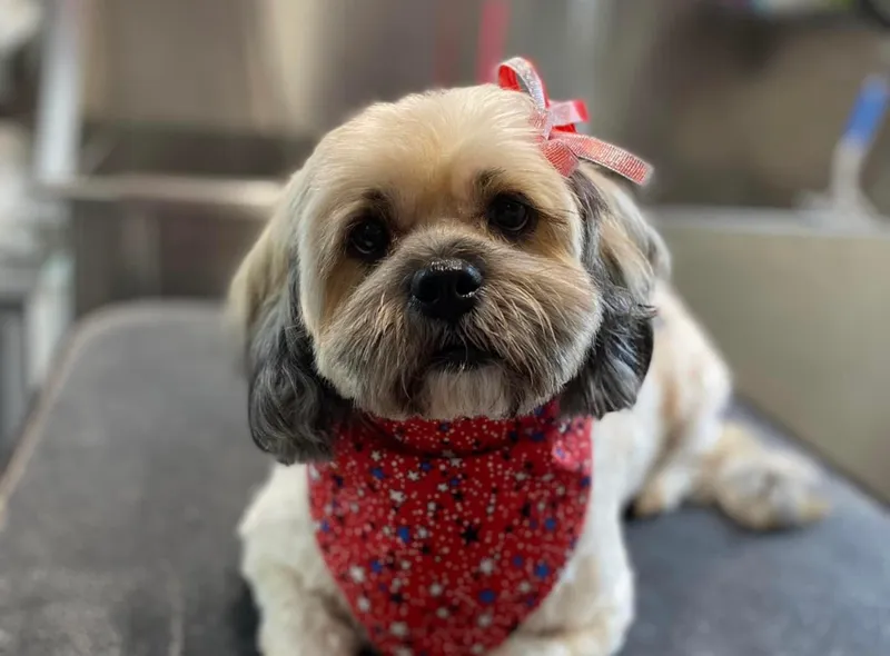 Luscious Locks Mobile Dog Spa - Cat grooming in San Antonio