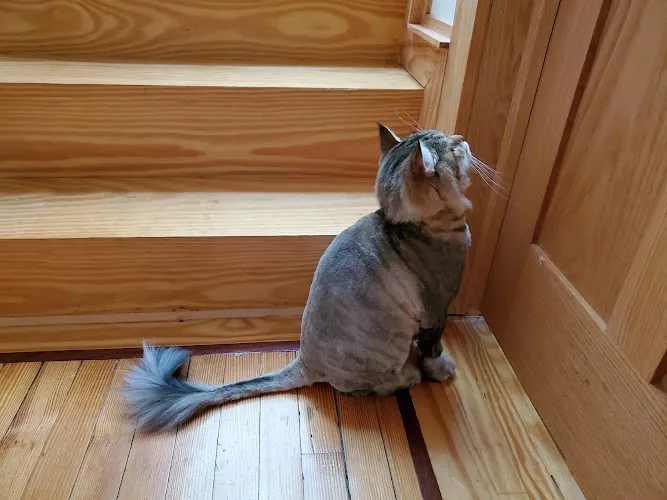 Grooming Salon Inc. - Cat grooming in Palisades Park