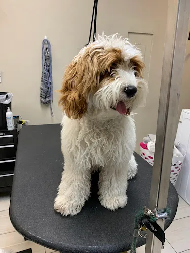 The Gray Dog - Cat grooming in St. George