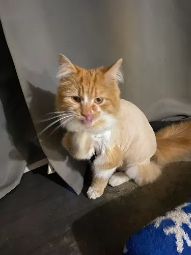 Pinkies Pet Salon - Cat grooming in North Royalton