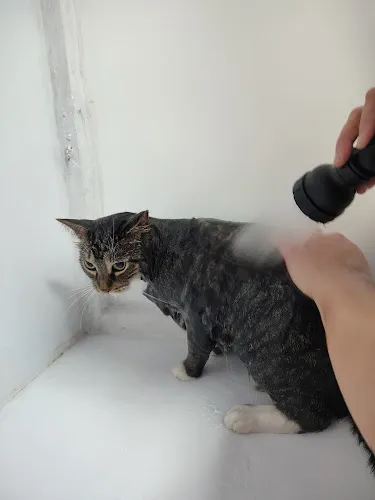 The Dirty Dog Lounge - Cat grooming in Dansville