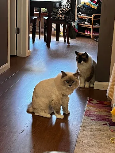 Royal Pets Inc - Cat grooming in Madison