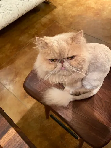 Singing Scissors Pet Grooming - Cat grooming in Santa Fe