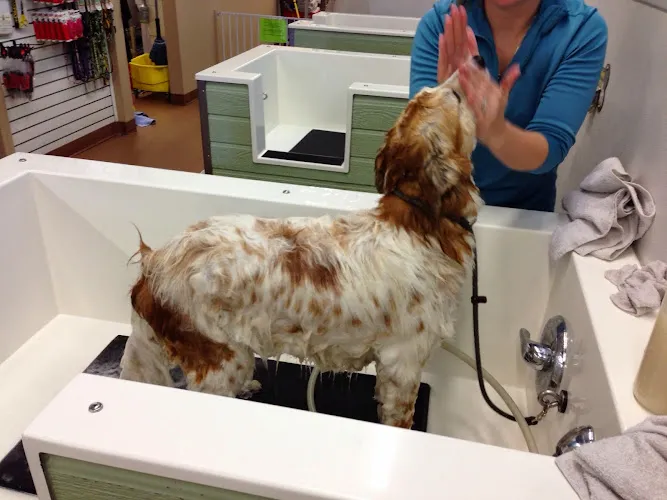 The Soggy Dog - Cat grooming in Henderson