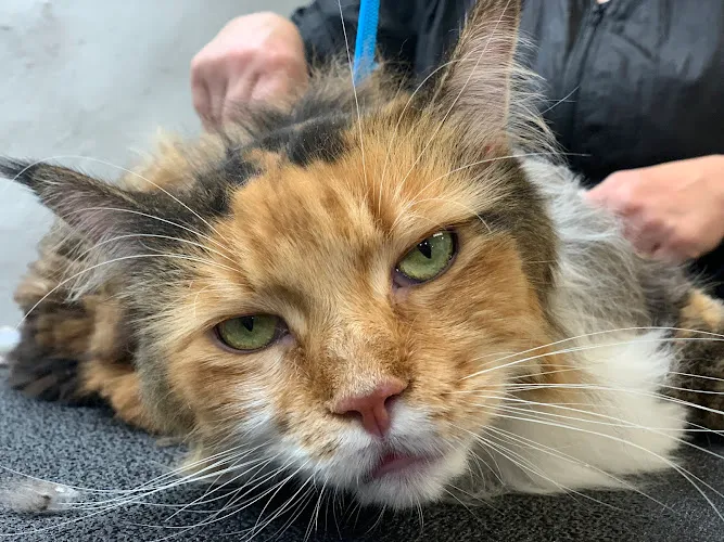 HomeDoggy - Professional cat grooming in Brooklyn, NY
