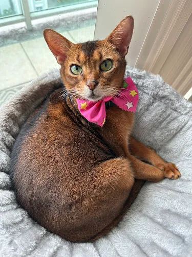 City Pooch - Cat grooming in Miami