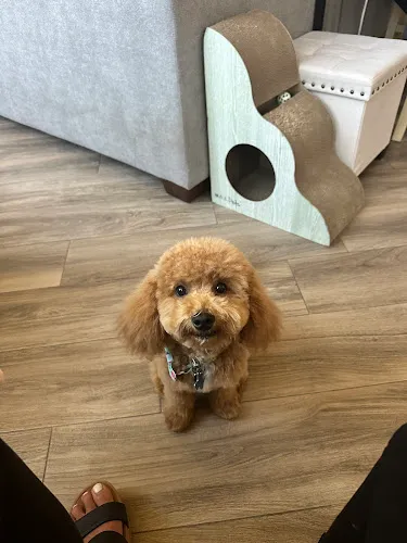 Furry Friends Pet Parlour - Cat grooming in Little Elm