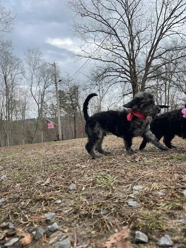 Muddy Buddies Dog Wash - Cat grooming in Soddy-Daisy
