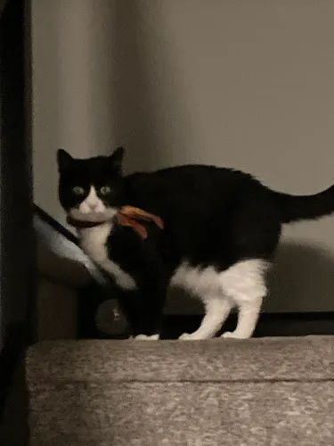 Get Groomed Pet Salon Inc. - Professional cat grooming in Ossining, NY