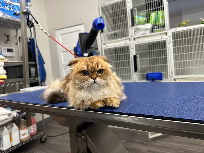 www.joannspetcitygroomingcali.com - Cat grooming in Los Angeles