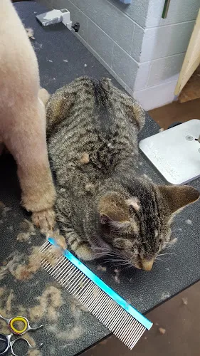Oberjoch Boarding & Grooming Kennels - Cat grooming in Williamsport