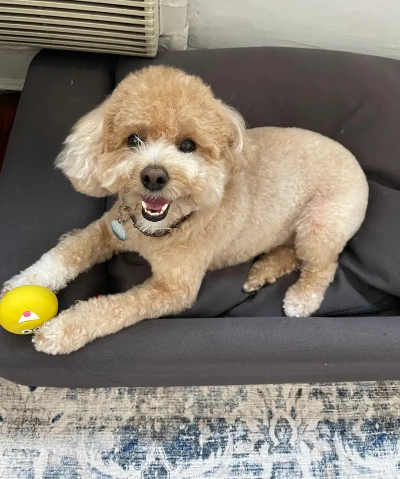 Sandy's Doggie & Kitty Spa - Cat grooming in New York