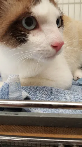 American Pet Resort & Spa - Cat grooming in Glendora