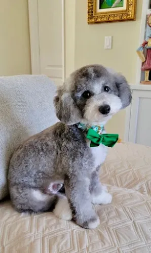 Barks N Beauty LLC - Cat grooming in Naples