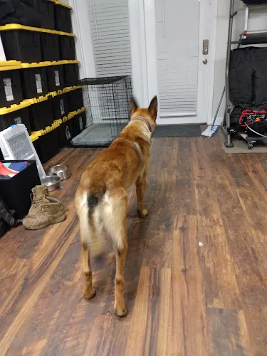 Bark Avenue - Cat grooming in Fayetteville