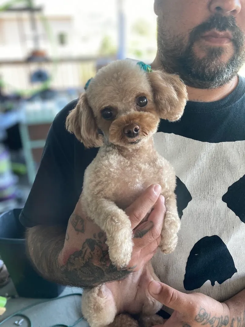 PET SYMMETRY Dog Grooming - Cat grooming in San Diego