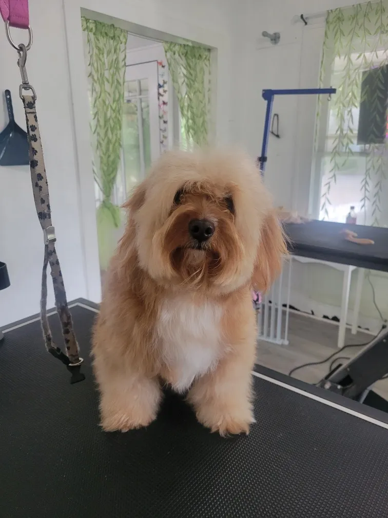 The Garden Dog Spa - Cat grooming in Jacksonville