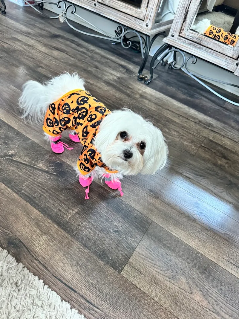Best In Show Pet Grooming - Cat grooming in San Antonio