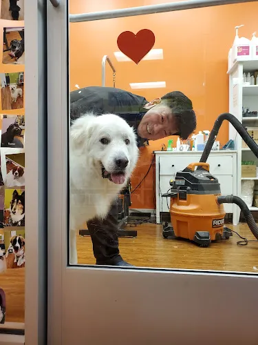 Hi Puppy Grooming - Cat grooming in Harrisonburg