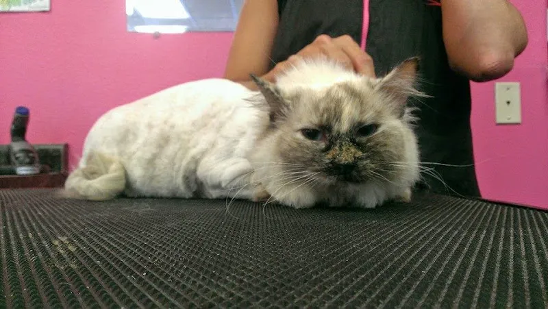 Pink Tuesday's Pet Salon - Mobile cat grooming in Elkhorn, NE