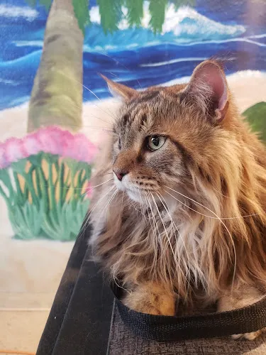 IB Groomin - Mobile cat grooming in Imperial Beach, CA