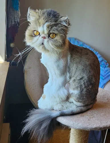Zelda's Pet Grooming - Cat grooming in Pullman