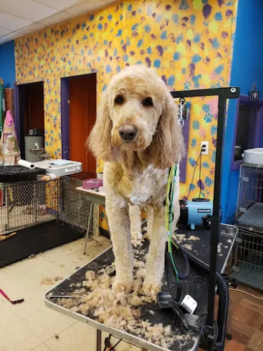 Good Dog Pet Grooming - Professional cat grooming in Hixson, TN
