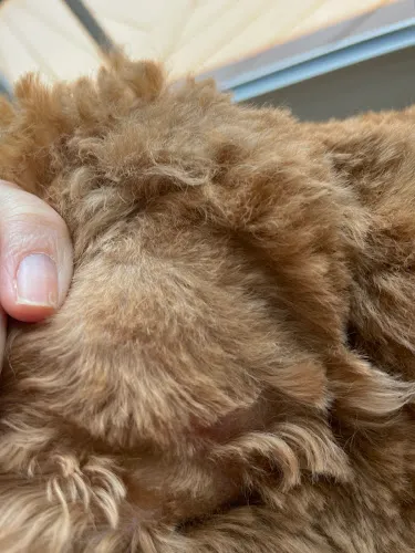 The Dog Wash - Cat grooming in Ellicott City