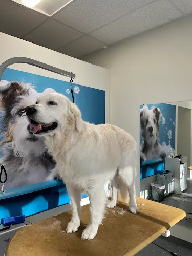360petgrooming - Cat grooming in Gaithersburg
