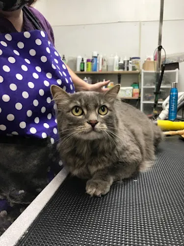Ace Grooming By Sara - Cat grooming in Centennial